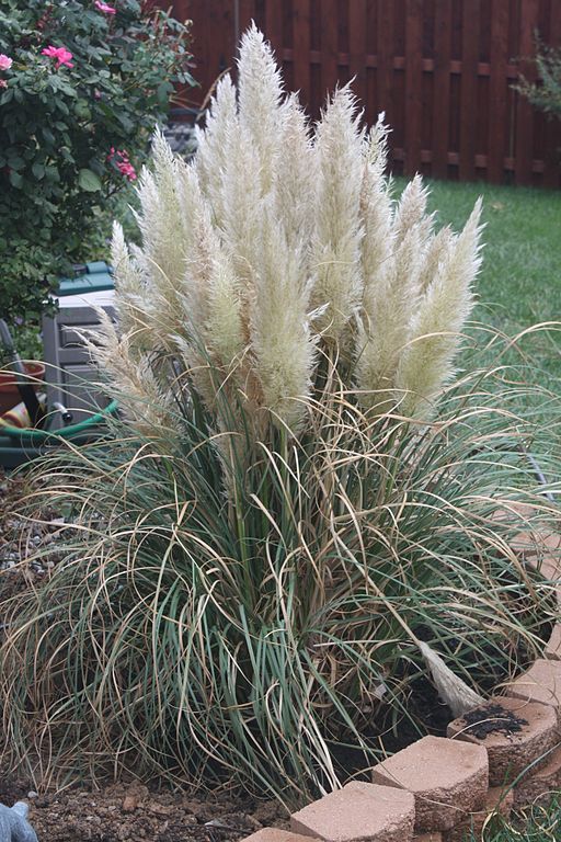 dwarf-pampas-grass-evergreen-grasses-for-pots