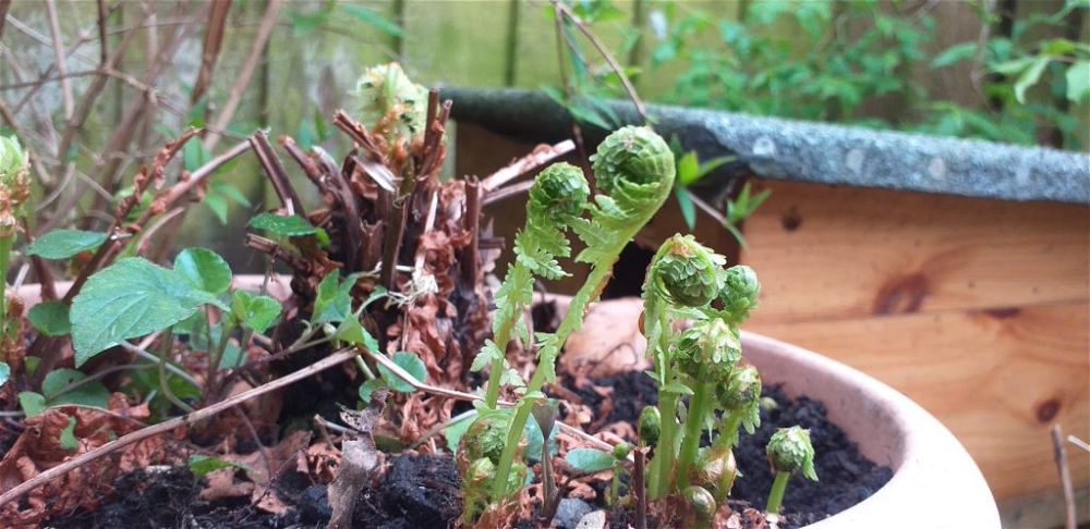 early fern frond