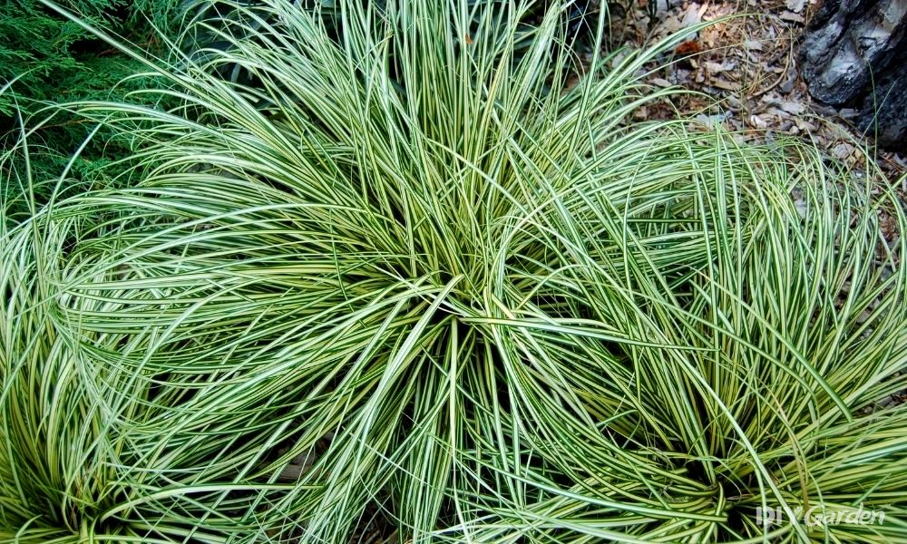 evergreen-grasses-for-pots