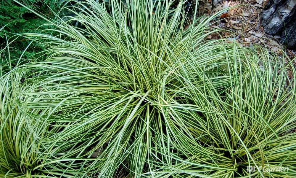 evergreen grasses for pots