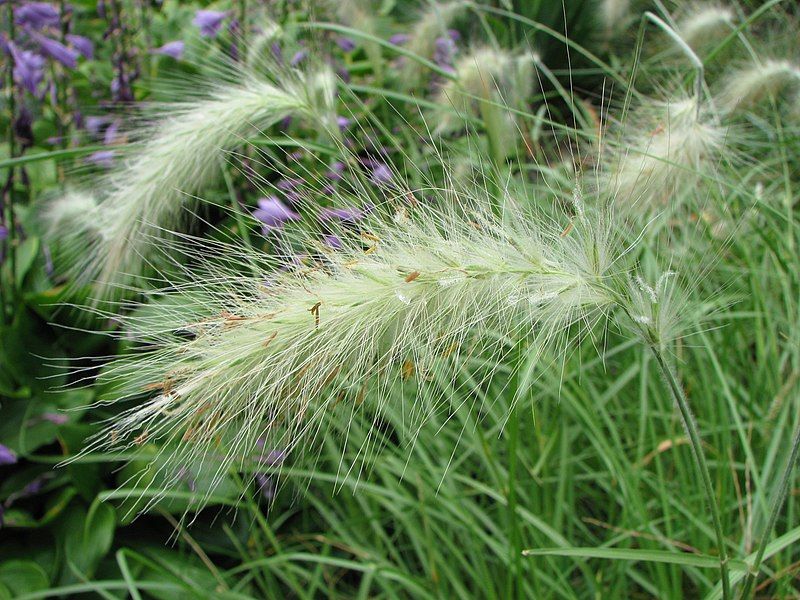 feathertop-grass-evergreen-grasses-for-pots