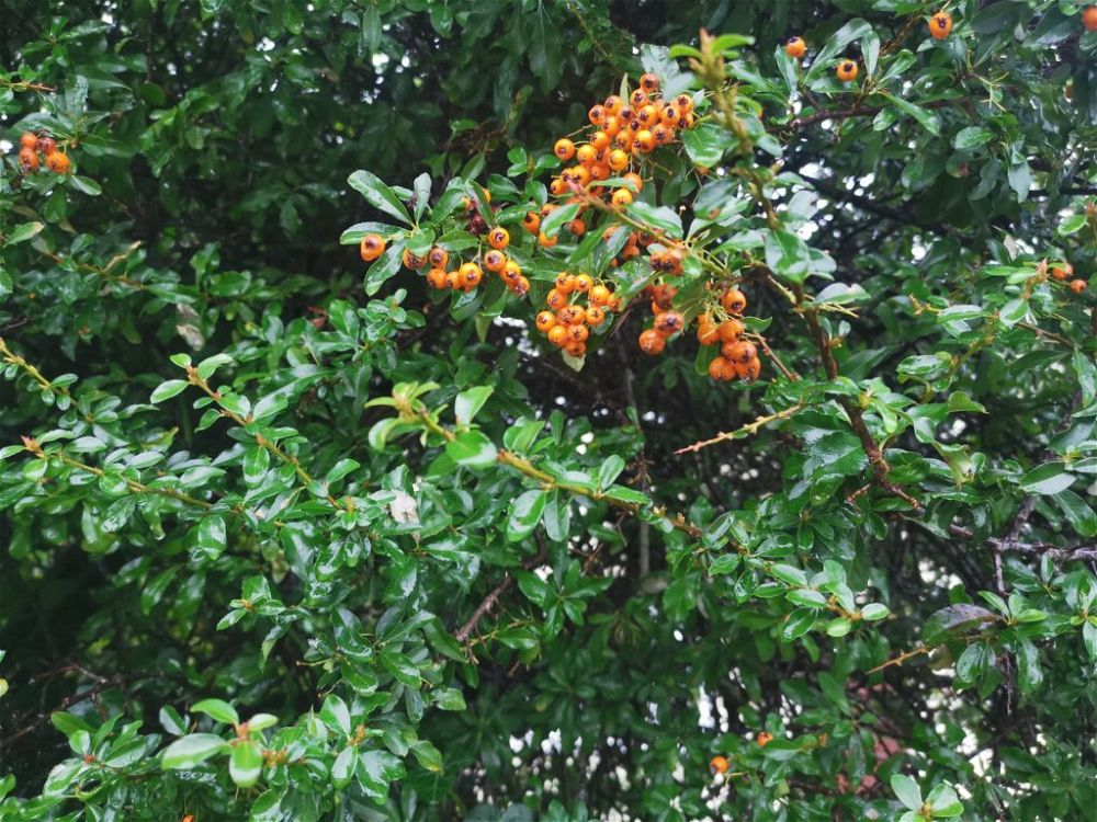 firethorn-best-climbing-plants-for-shade