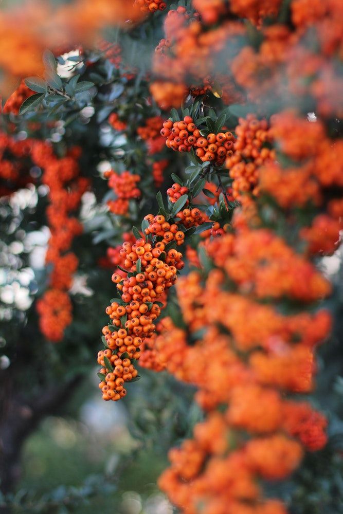 firethorn-evergreen-climbing-plants