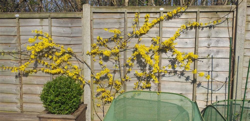 forsythia