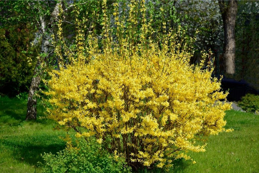 forsythia-flowers