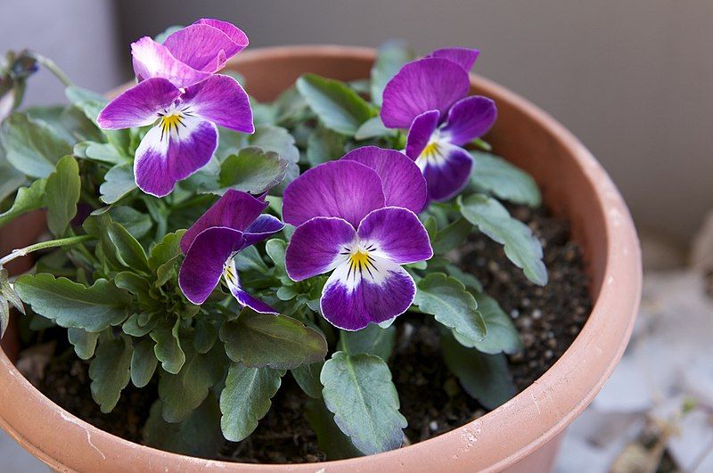 garden-pansy-low-maintenance-hardy-plants-for-outdoor-pots