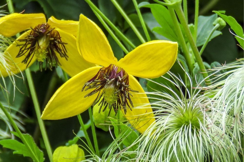 golden-clematis-fastest-growing-climbing-plants