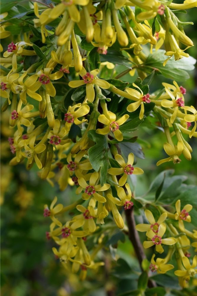 golden-currant-yellow-flowers