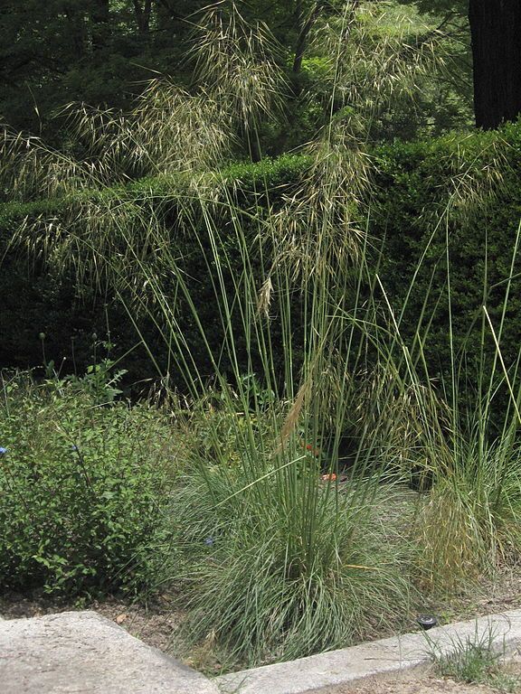 golden-oats-evergreen-grasses-for-pots