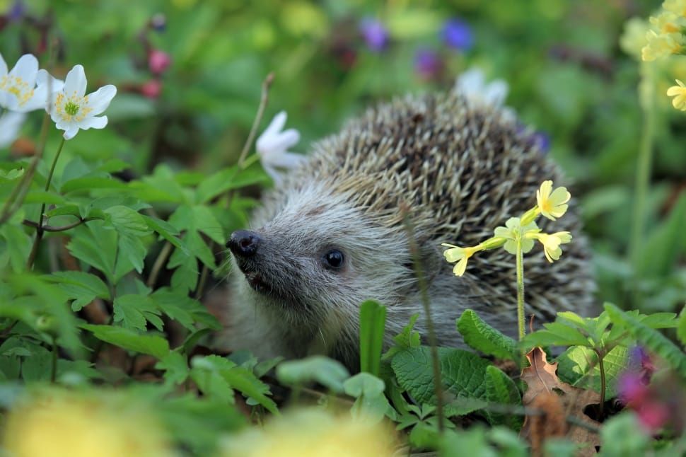 hedgehog-in-garden