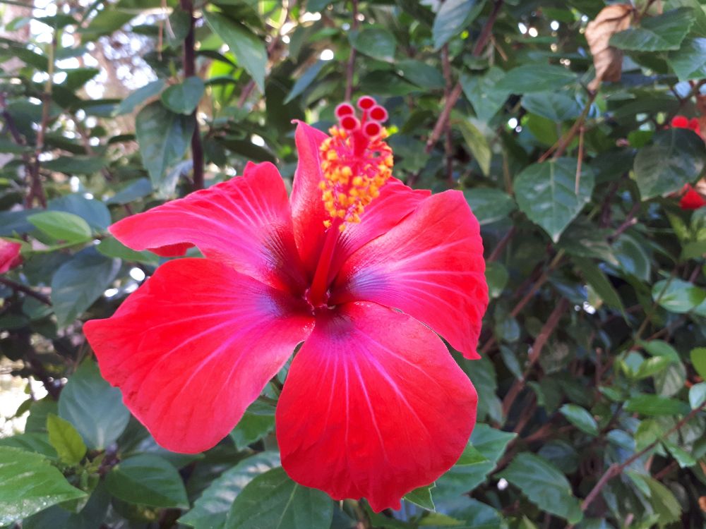 hibiscus-best-tall-plants-for-screening-in-pots