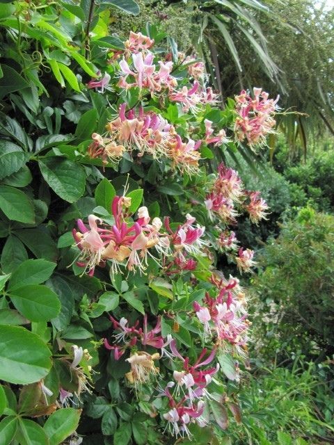 honeysuckle-tall-plants-for-screening