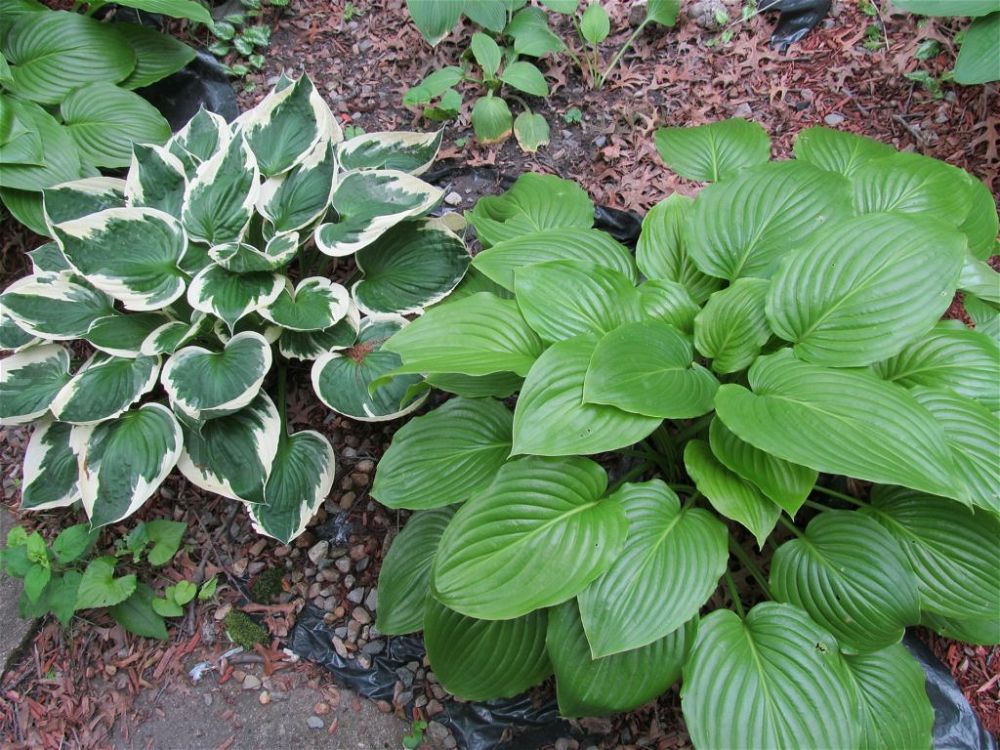 hostas-low-maintenance-hardy-plants-for-outdoor-pots