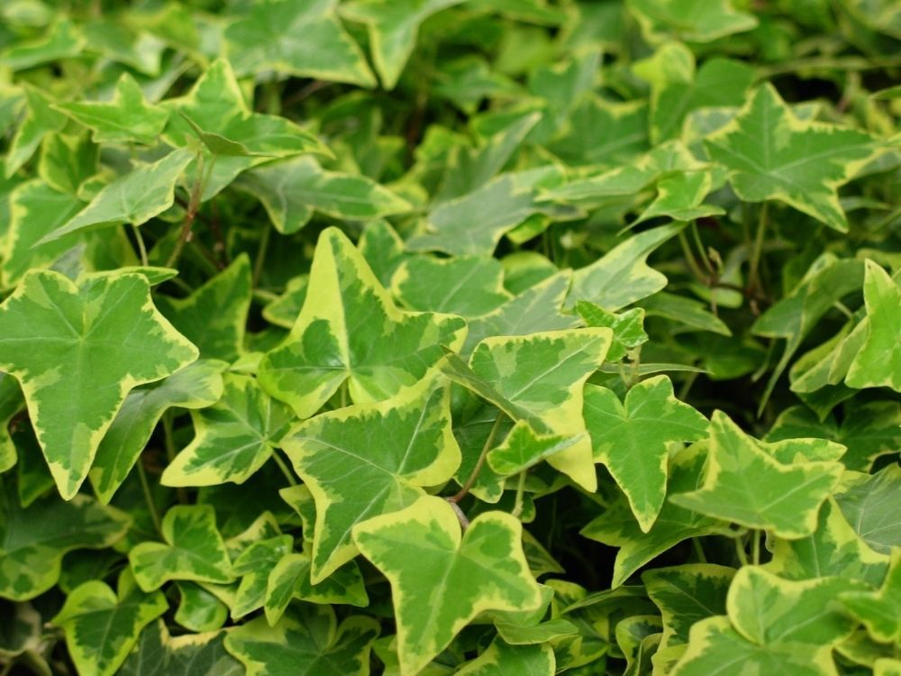 ivy-buttercup-evergreen-climbing-plants