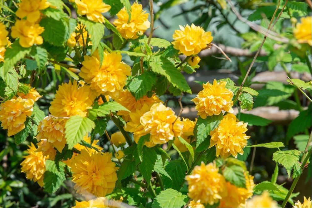 japanese-rose-yellow-flowers