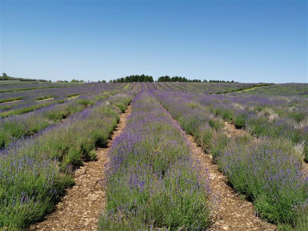 lavender-low-maintenance-hardy-plants-for-outdoor-pots