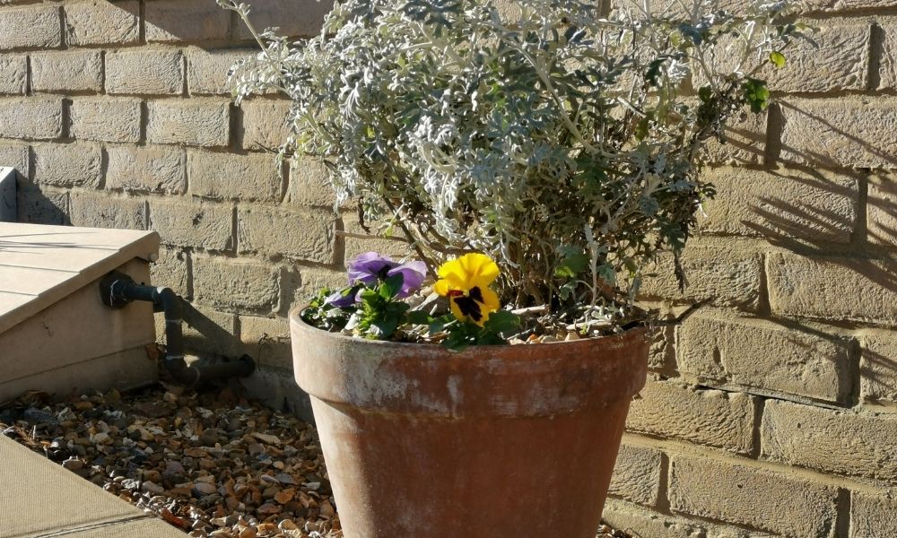 low maintenance hardy plants for outdoor pots