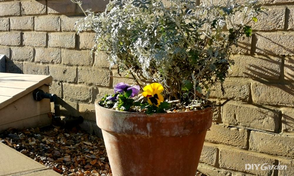 low-maintenance-hardy-plants-for-outdoor-pots