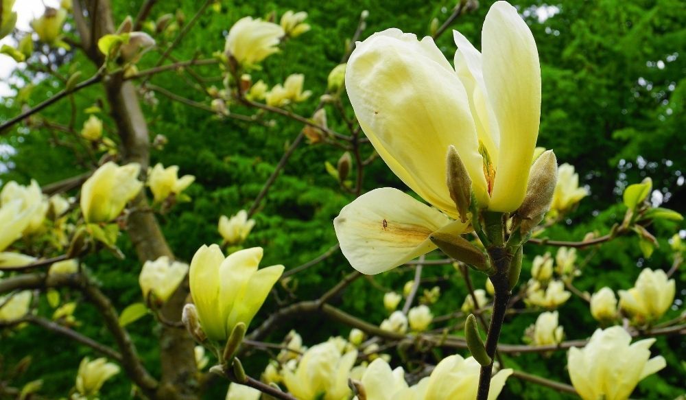 magnolia-yellow-river