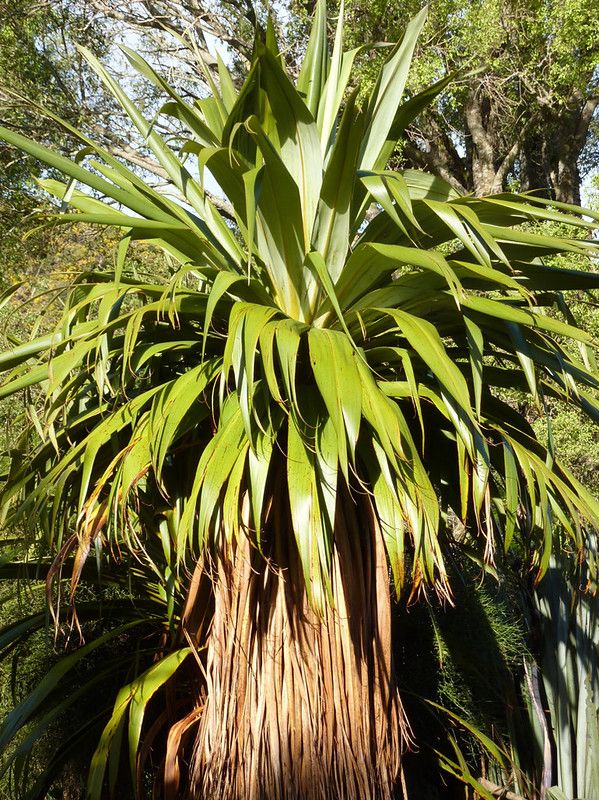 mountain-cabbage-tree-best-tall-plants-for-screening-in-pots