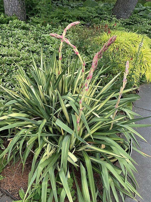 needle-palm-‘golden-sword’-low-maintenance-hardy-plants-for-outdoor-pots