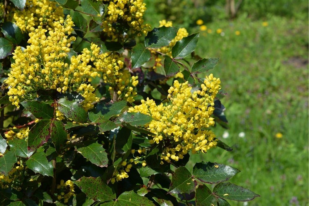 oregon-grape-yellow-flowers