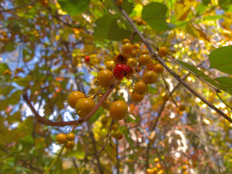 oriental-bittersweet-best-climbing-plants-for-shade