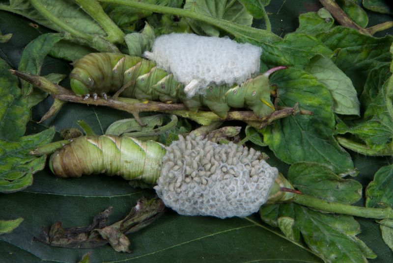 parasitic-wasps-on-caterpillar