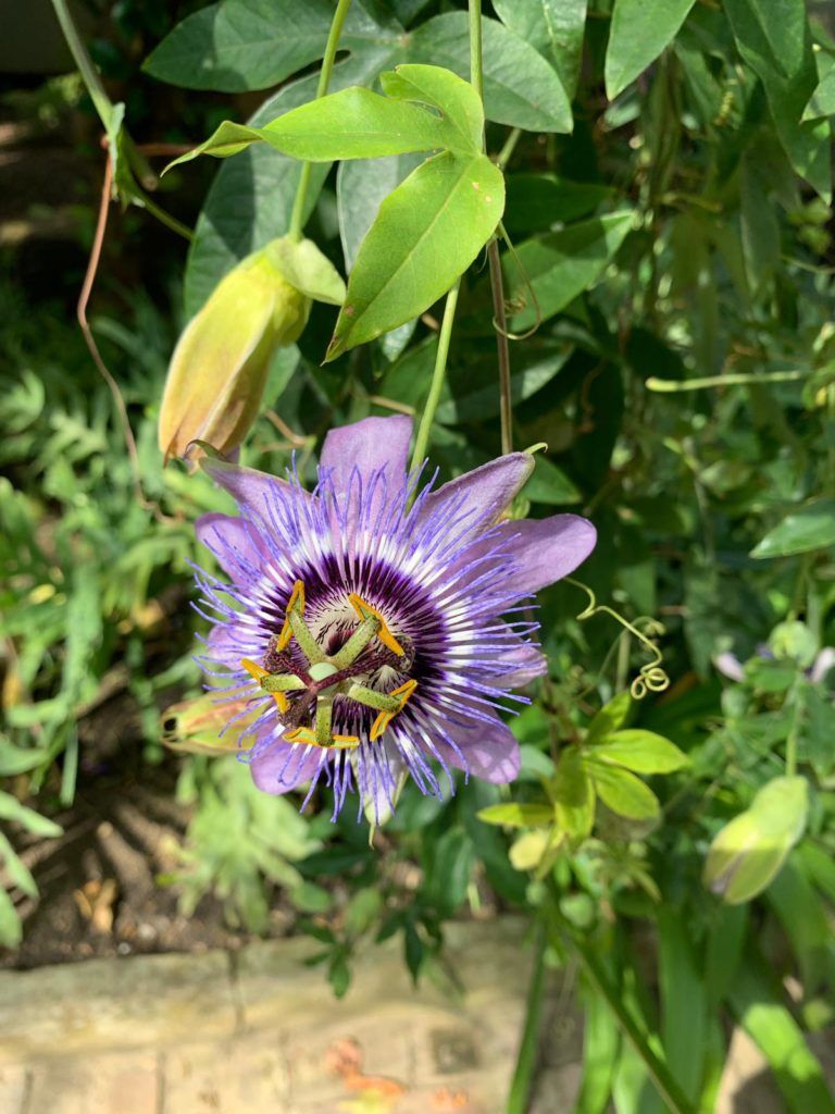 passion-flower-evergreen-climbing-plants