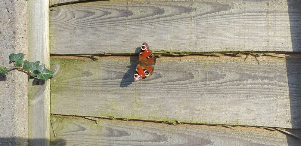 peacock butterfly