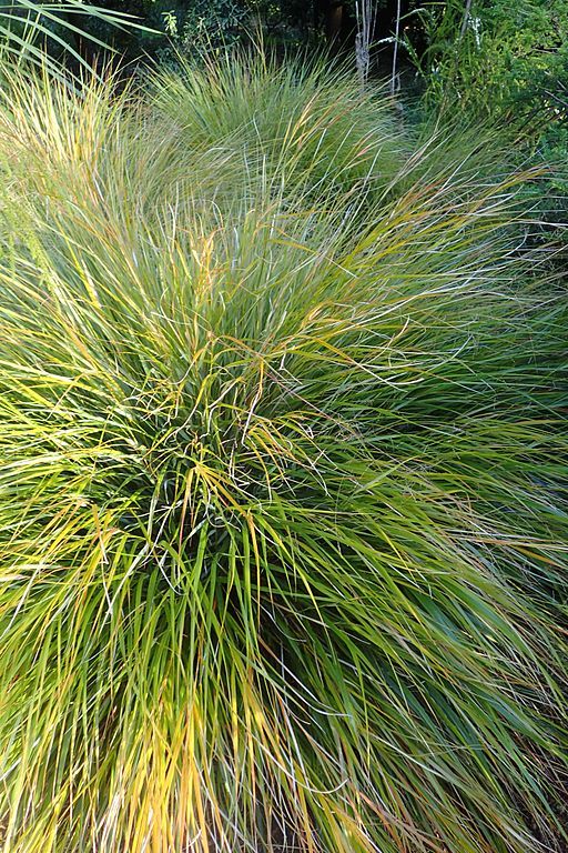 pheasants-tail-grass-evergreen-grasses-for-pots