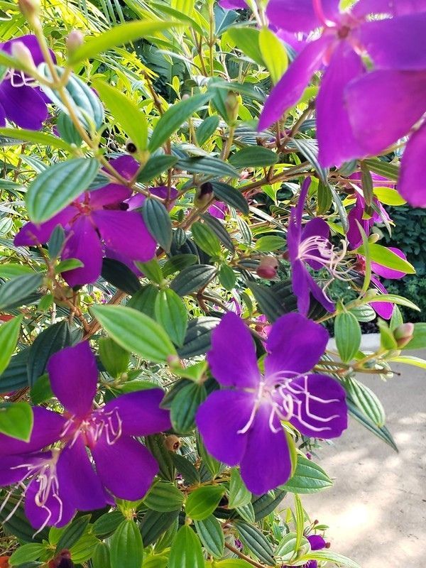 princess-flower-best-tall-plants-for-screening-in-pots