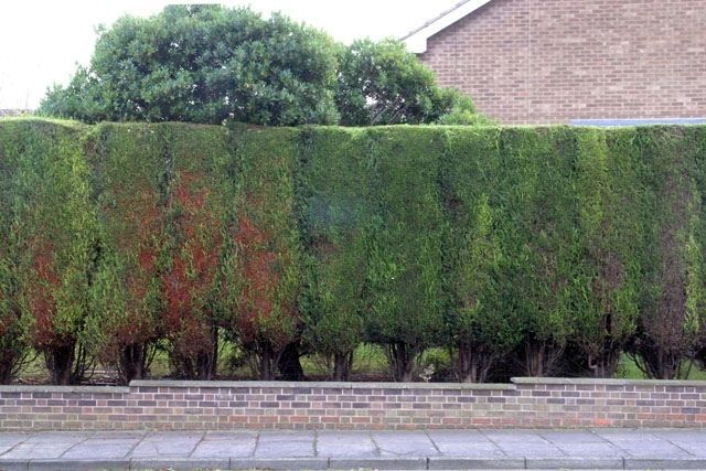 pruning-brown-conifers