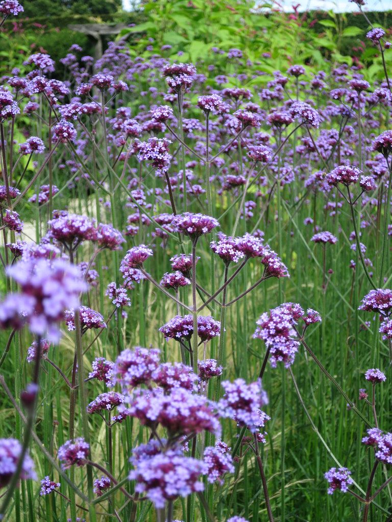 purpletop-vervain-tall-plants-for-screening