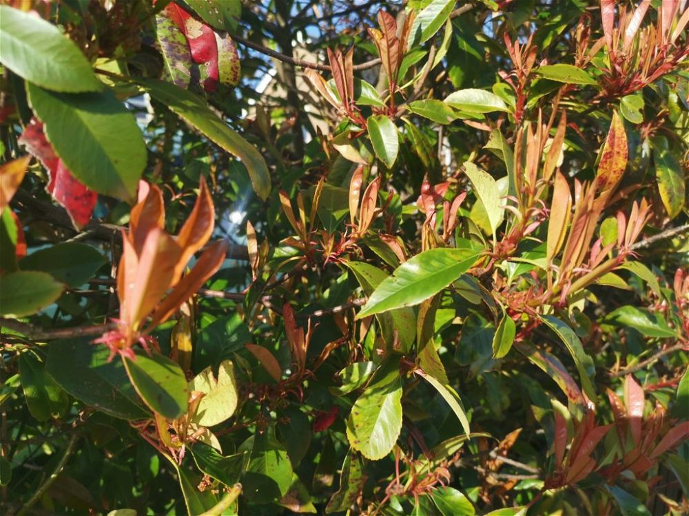 red-tip-photinia-low-maintenance-hardy-plants-for-outdoor-pots