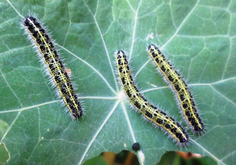 removing-caterpillars-from-plants