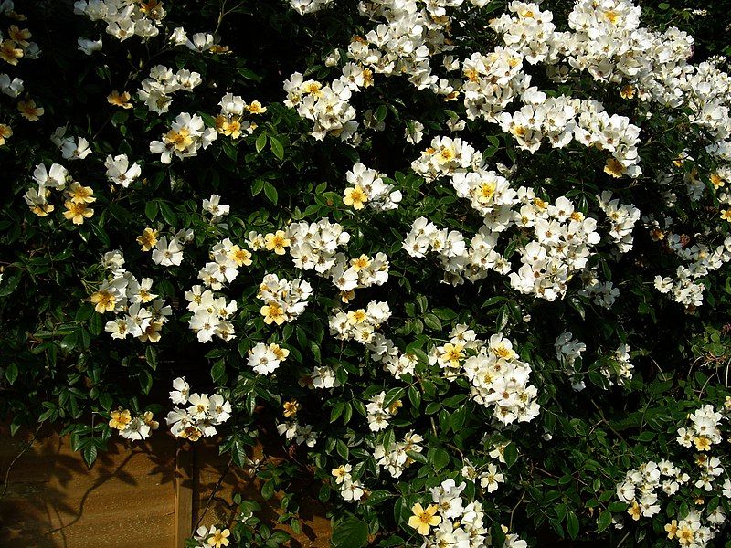 rose-wedding-day-best-climbing-plants-for-shade