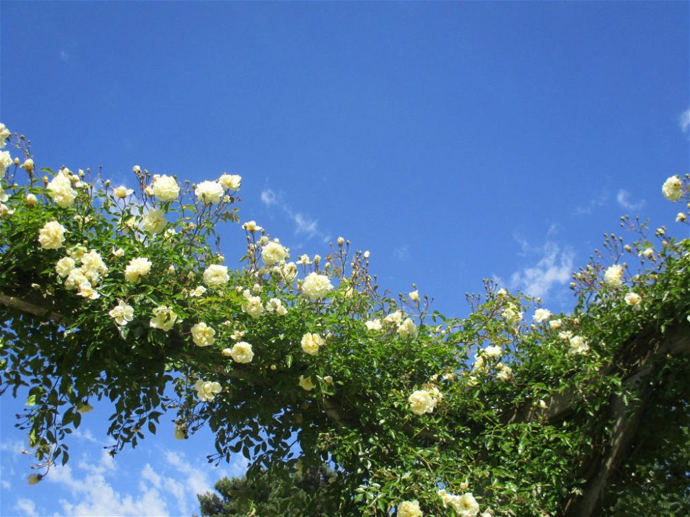 rose-‘alberic-barbier’-best-climbing-plants-for-shade