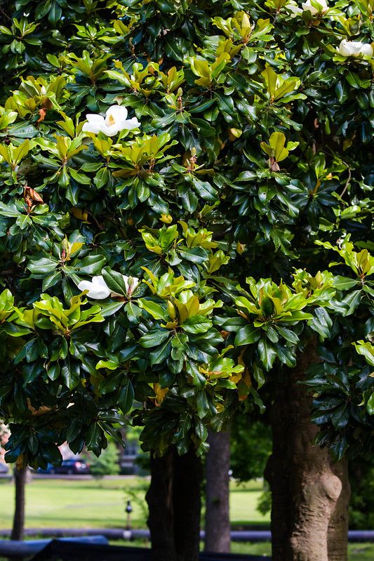 southern-magnolia-tall-plants-for-screening