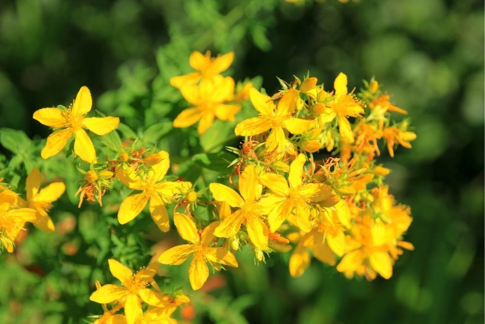 st-john’s-wort-yellow-flowers