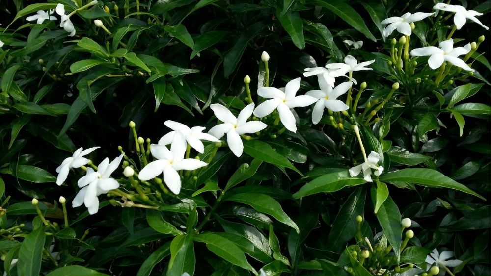 star-jasmine-evergreen-climbing-plants