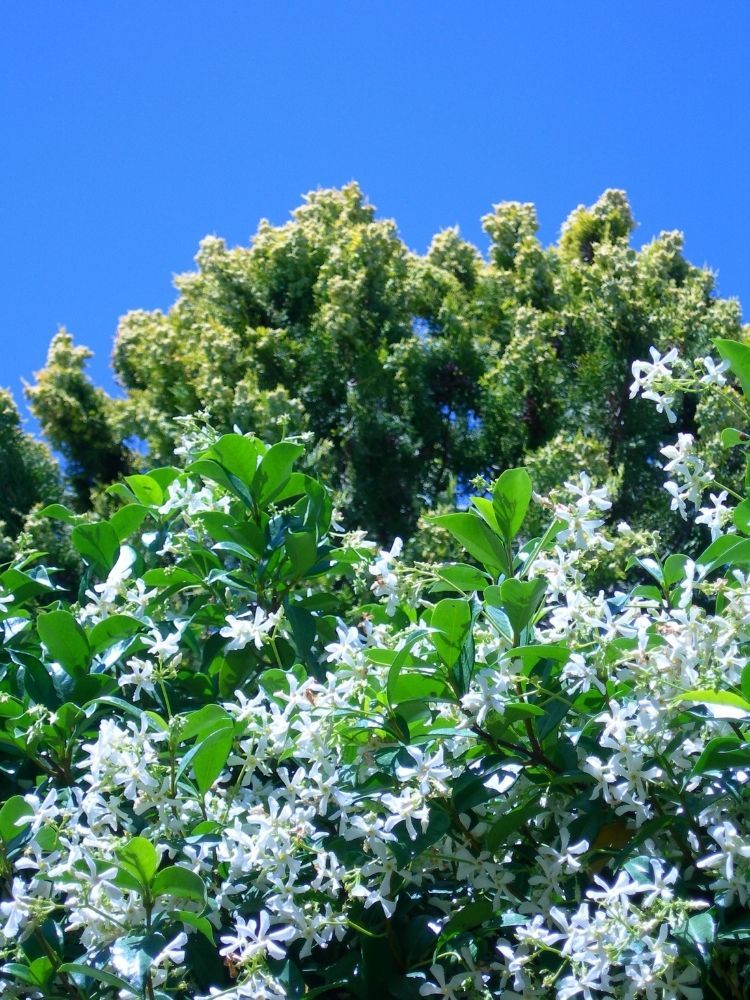 star-jasmine-fastest-growing-climbing-plants