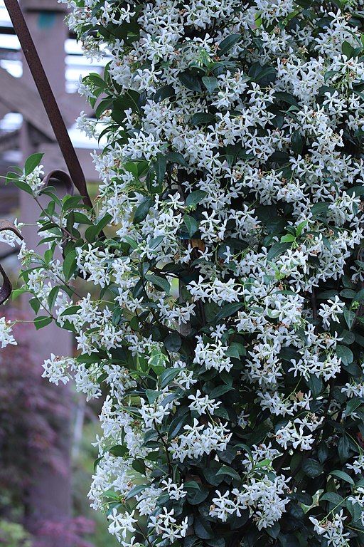 star-jasmine-tall-plants-for-screening