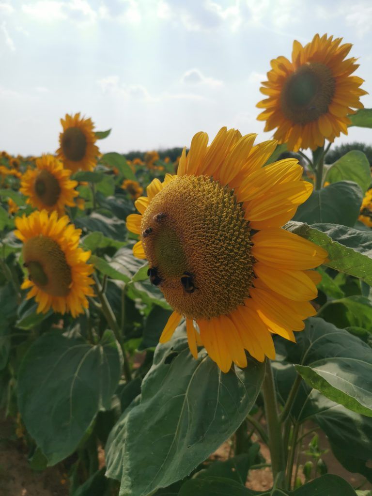 sunflowers-low-maintenance-hardy-plants-for-outdoor-pots