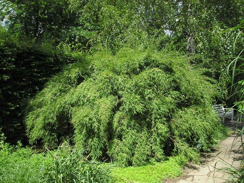 umbrella-bamboo-tall-plants-for-screening