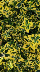 27 Evergreen Climbing Plants | DIY Garden™