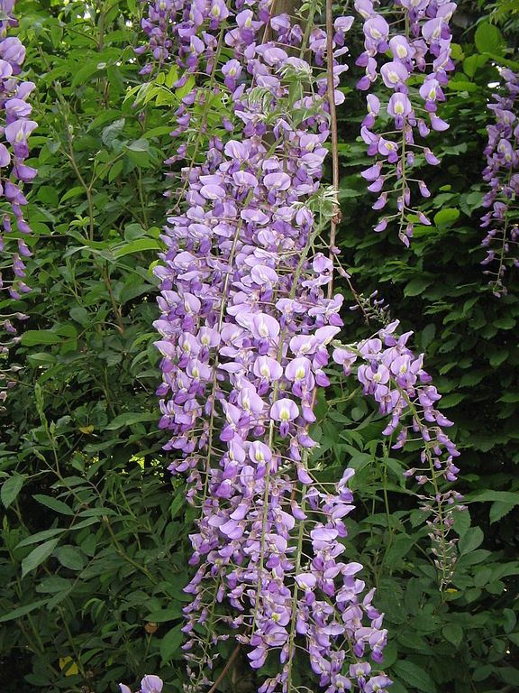 wisteria-low-maintenance-hardy-plants-for-outdoor-pots