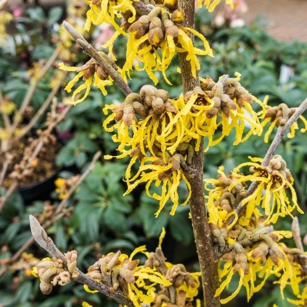 witch-hazel-flowers