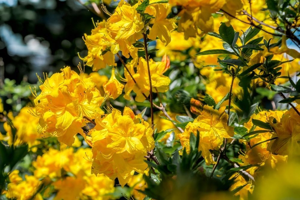 yellow-azalea-flowers
