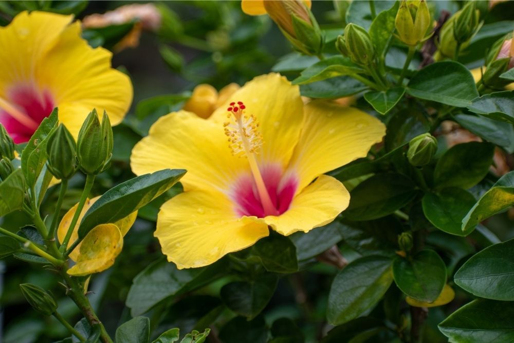 yellow-hibiscus-flower